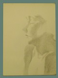 Charcoal Drawing